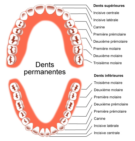 Fichier:Dents permanentes.jpg - Wiki IFES