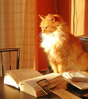 Book cat