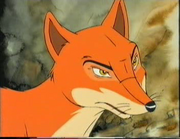 Fox older