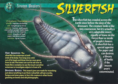 500px-Silverfish_front.jpg