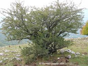 Biancospino