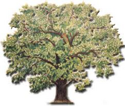 Oak