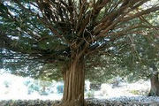 Yew