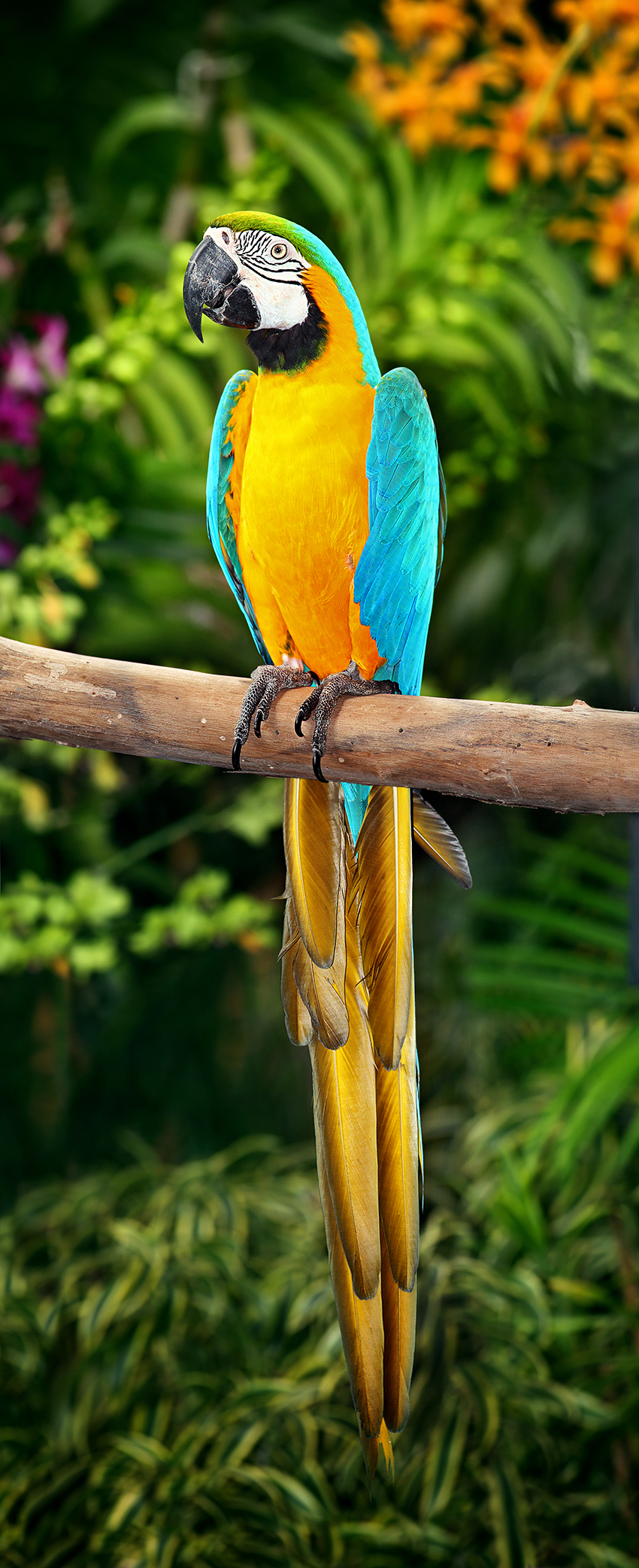 Blue And Gold Macaw Rio Wiki