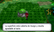 Roca musgo XY