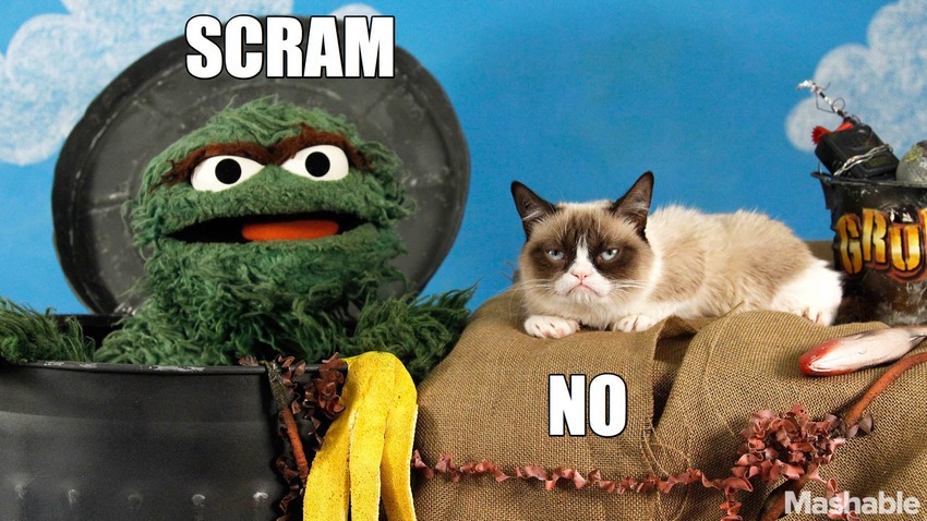 Oscar_and_Grouchy_Cat.jpg