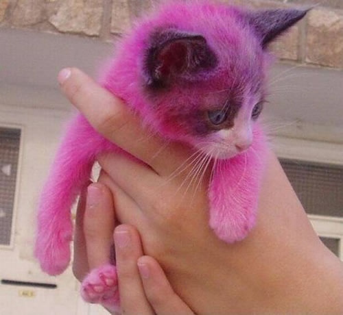 Pink-kitty.jpg