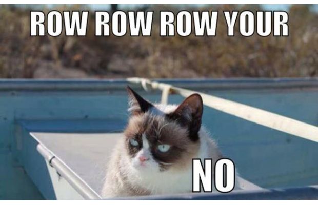 http://img4.wikia.nocookie.net/__cb20131124014953/austinally/images/c/c1/Grumpy_cat_row.jpg