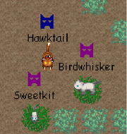 Hawktail,birdwhisker,and sweetkit