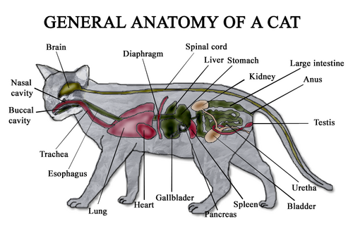 Image - Cat anatomy diagram.png - Cats Wiki - Wikia