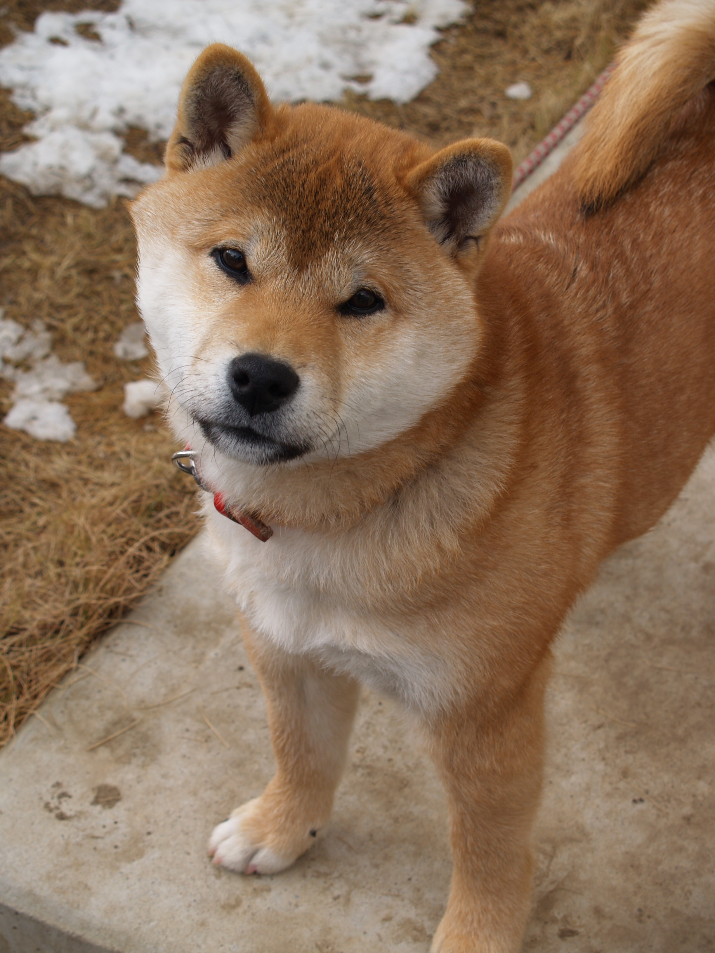 Shiba Inu - Poochpedia