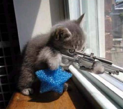 Sniper-Cat-random-32283357-500-444.jpg