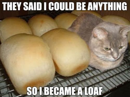 Just a cat… being a loaf of bread. No biggie.