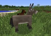 Donkey