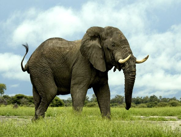 MUEREN ELEFANTE mueren elefante: