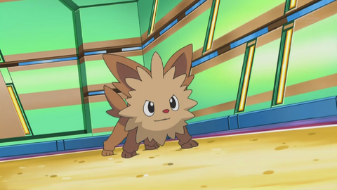 Lenora Lillipup