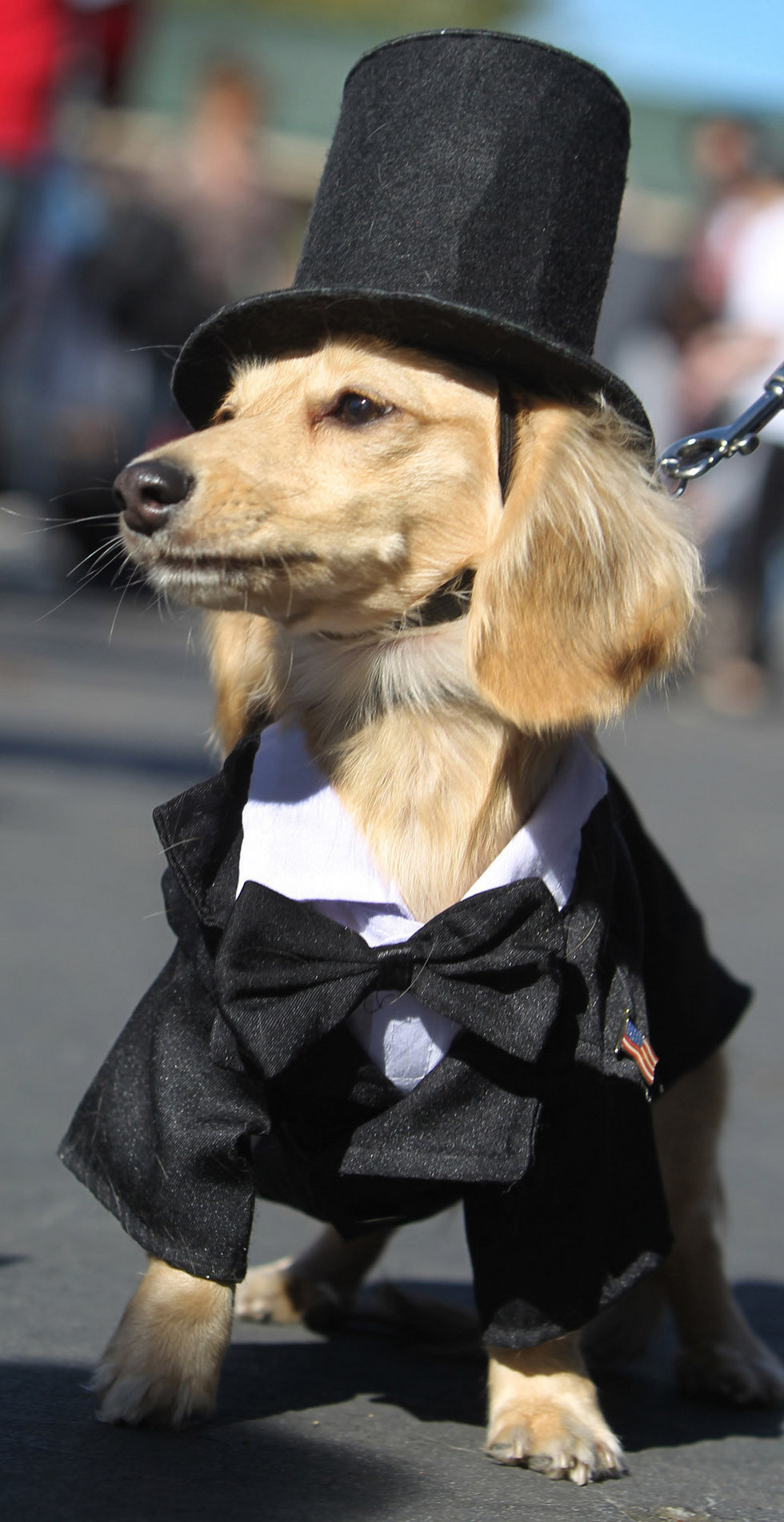 Image Lincoln dog.jpg Poochpedia