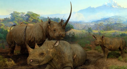 rhinoceros plural form