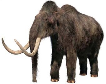 cassius woolly mammoth