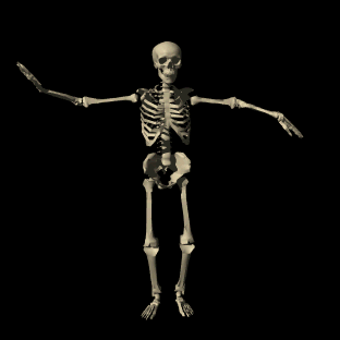 [Image: Skeleton.gif]