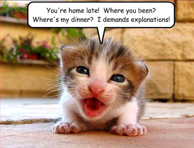 Cat-funny-animal-humor-20091623-697-533.jpg