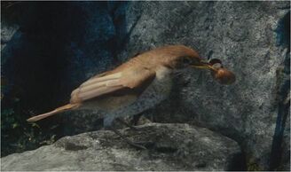 Thrush