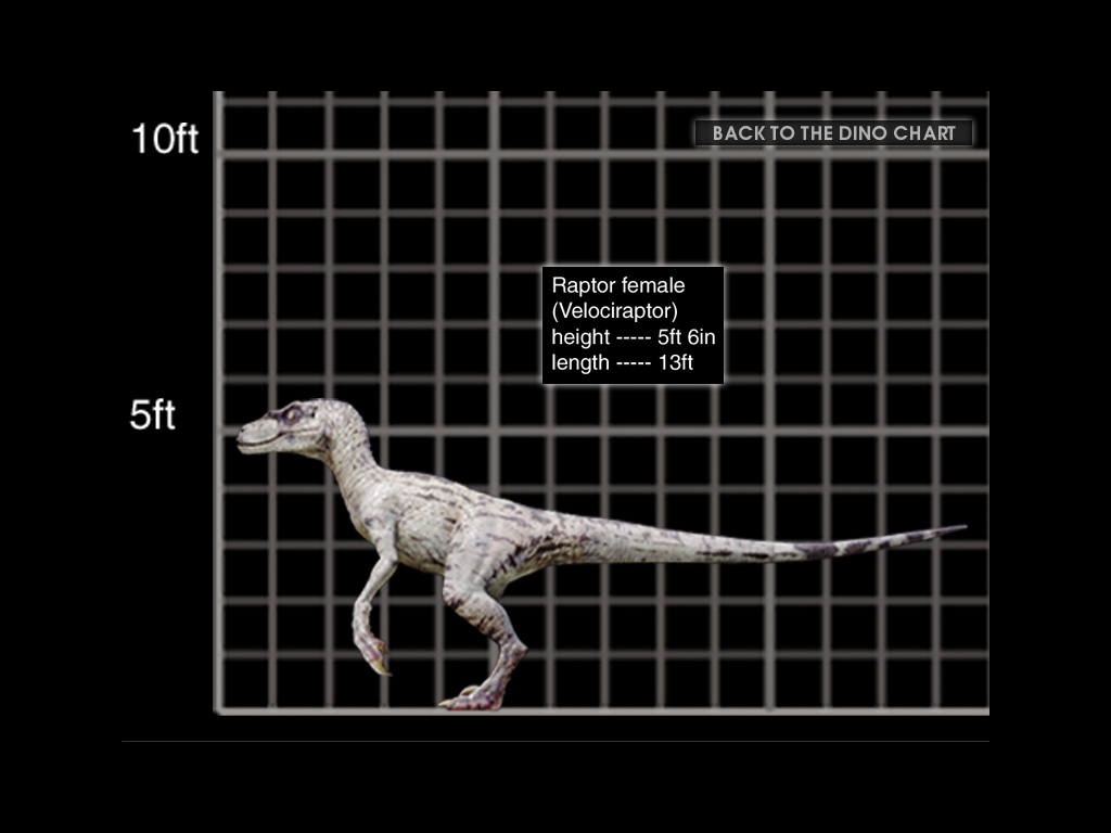 velociraptor dimensions