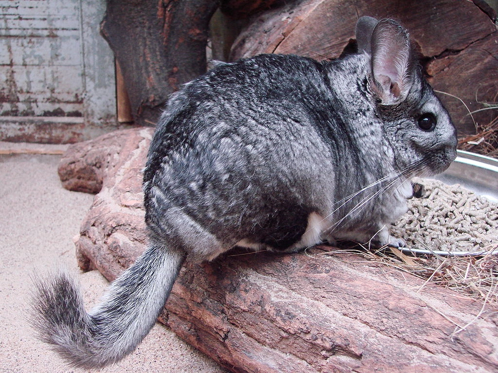 Longtailed Chinchilla All Birds Wiki