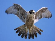 Falcon