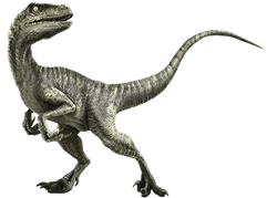 http://img4.wikia.nocookie.net/__cb20150420212958/jurassicpark/images/thumb/b/b8/Velociraptor-info-graphic.png/250px-Velociraptor-info-graphic.png