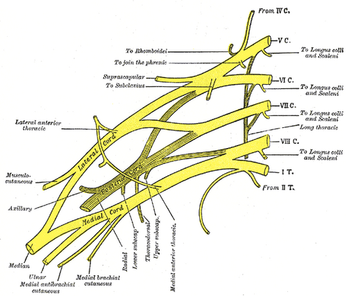 Thoracodorsal nerve - Psychology Wiki