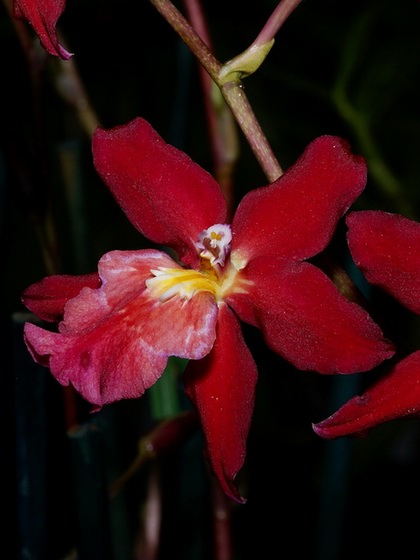 Burrageara Stefan Isler - Orchids Wiki
