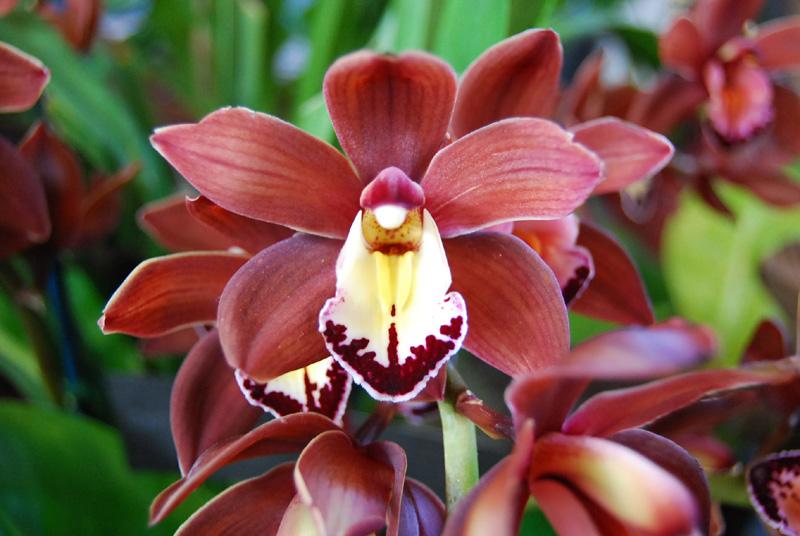 Cymbidium Volcanic Flash - Orchids Wiki