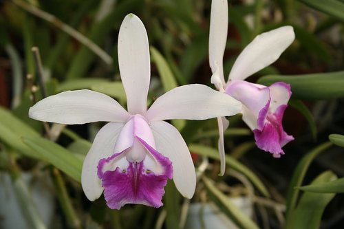 Cattleya intermedia - Orchids Wiki