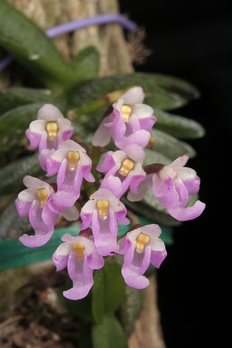 Schoenorchis fragrans - Orchids Wiki