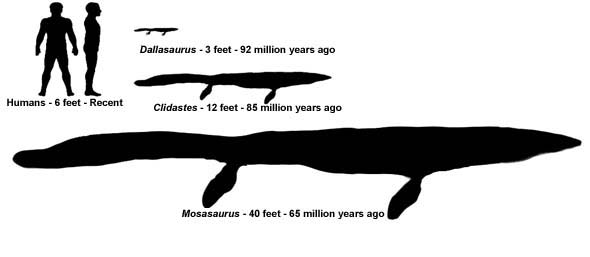 Mosasaur - Fossil Wiki, the paleontology wiki