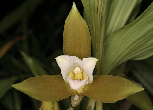 Lycaste macrophylla - Orchids Wiki