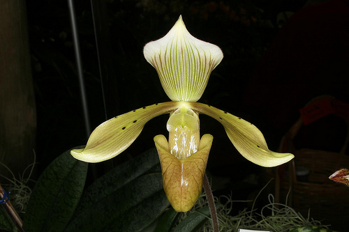 Paphiopedilum tonsum - Orchids Wiki