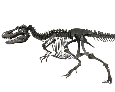 Image - Gorgosaurus skeleton.jpg - Dinosaur King - Wikia