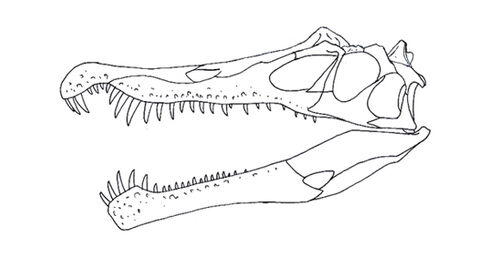 Image - Irritator skeleton.jpg - Dinosaur King