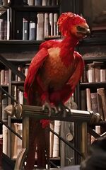 Phoenix feather - Harry Potter Wiki