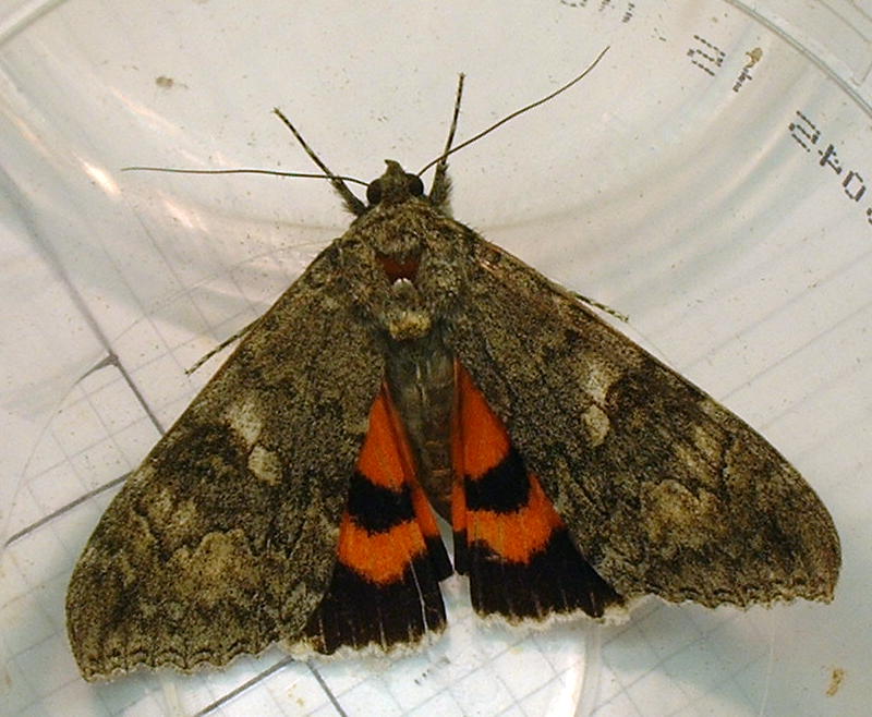 Red Underwing - British Wildlife Wiki