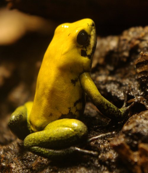 Black-legged poison dart frog - Reptipedia, the Reptile & Amphibian Wiki