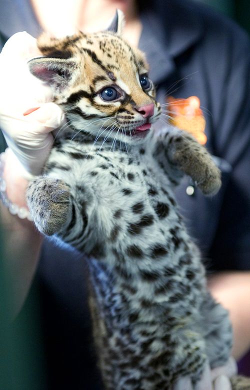 Southern Brazilian Ocelot - Cincinnati Zoo and Botanical Garden Wiki