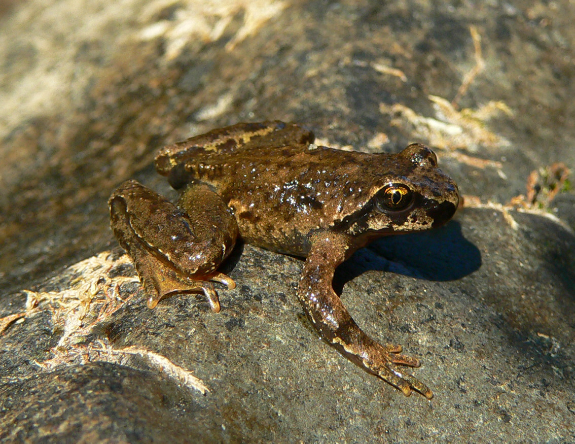 Image - Ascaphus montanus.jpg - Reptipedia, the Reptile & Amphibian Wiki