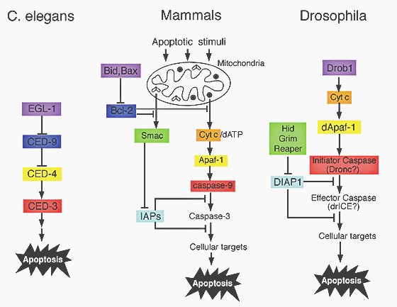 C. elegans and apoptosis - UVM Genetics & Genomics Wiki