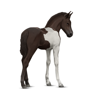 File:Marwari foal - liver chestnut tobiano.png - Howrse Wiki