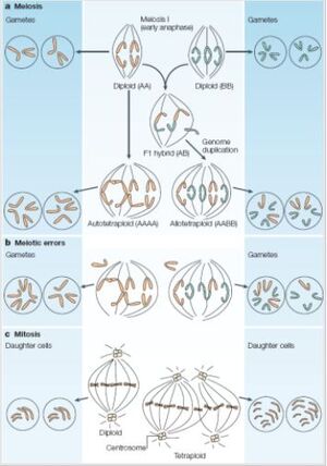 Polyploids - UVM Genetics & Genomics Wiki