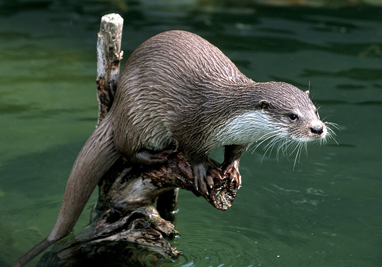 Eurasian River Otter - Animal of the world Wiki