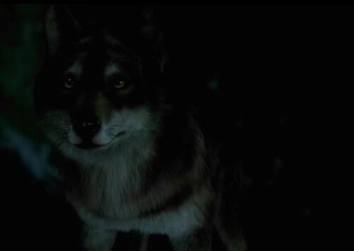 Maddy Smith / Gallery - Wolfblood Wiki - Wikia